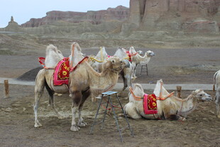 沙漠中的骆驼群