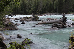 山间湍急溪流与枯木景观