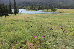 草原野花与远处建筑景观
