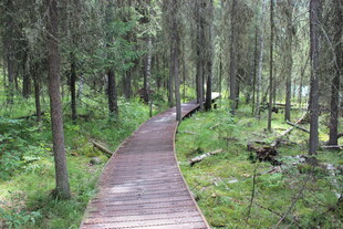 林间木栈道 自然清幽景