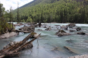 山间溪流与倒伏树木景观