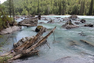 山间溪流中的枯木景观