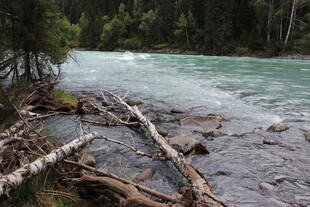 溪边倒木与湍急流水景观