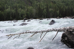 湍急河流中的枯木与岩石