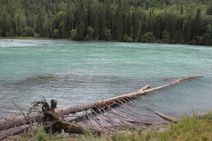 河畔倒木与葱郁森林景观