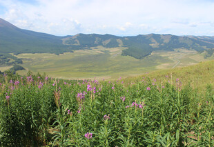 山间花草与远处山峦景色