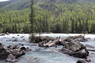 山间溪流旁的茂密森林