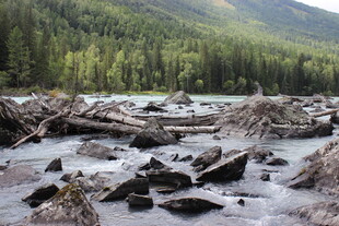 山间河道倒伏的片片枯木