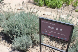 沙漠植物展示牌