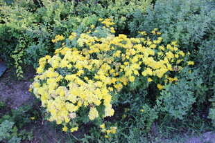 黄色花丛绽放生机