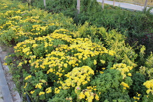 路边盛开的黄色花卉