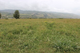 广袤草原上的孤独树木