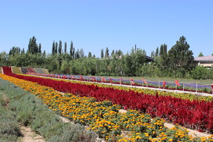 多彩花田美景