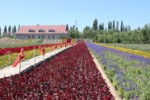 多彩花田风光