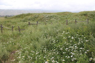 原野中的烂漫白花与栅栏