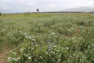广袤草原上的烂漫野花