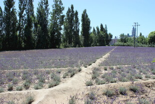 紫色薰衣草田中的蜿蜒小径
