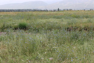 广袤绿野 尽显自然生机