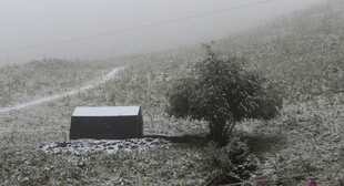 雾中乡村小屋与孤树