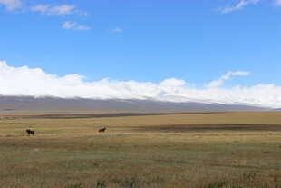 草原旷野 牛马悠然