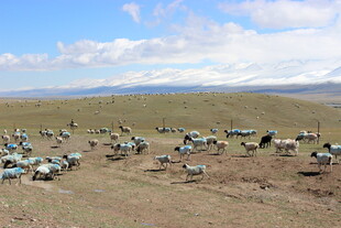 草原上的帐篷与人群