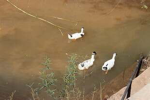 水中游弋的几只白鹅