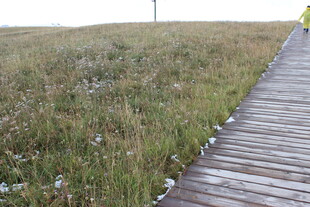 木板步道穿行于草地间