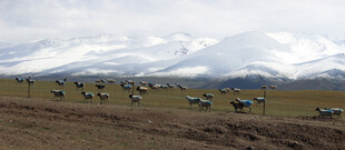 草原上的帐篷与羊群