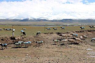 草原上的帐篷与动物景观