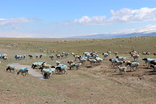 草原上成群的帐篷