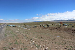 草原公路边的牲畜群