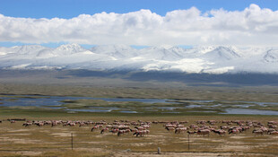 草原上的动物群与壮丽风景