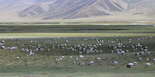 草原上的羊群与远山