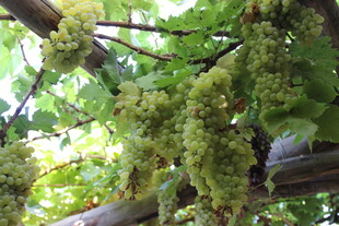 藤蔓上的翠绿苔藓景观