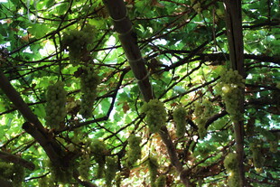 茂密树林中的繁茂枝叶