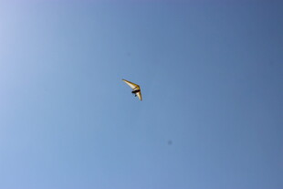 蓝天下翱翔的多彩风筝