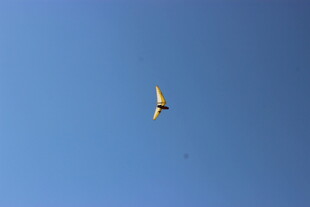 蓝天中翱翔的飞鸟