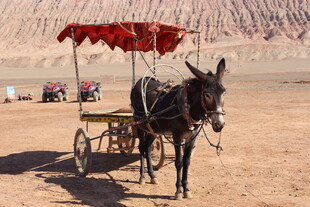 沙漠中的毛驴拉车
