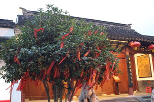 古宅旁系满红绸的祈福树
