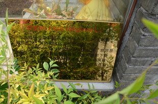 室内绿植景观一角