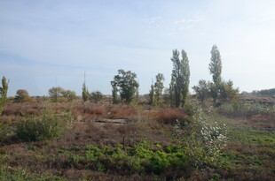 野外开阔草地与树木景观