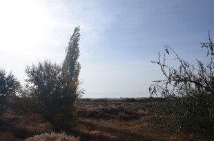 旷野中的挺拔树木