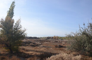 荒野中的稀疏绿植景观