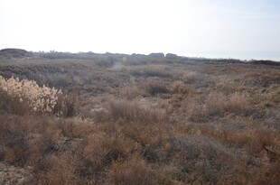 荒野中的干枯植被景观