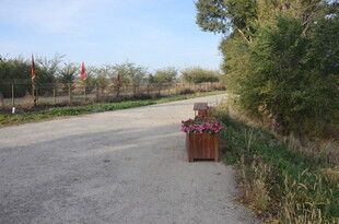 乡村小道旁的多彩花卉