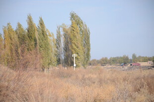 秋日旷野中的挺拔树木