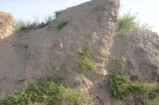 土坡上的零星绿植