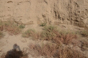 沙漠荒野中的稀疏植被