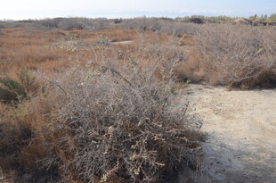 荒野中的干枯植被景观