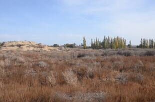 荒野中的稀疏树木景观